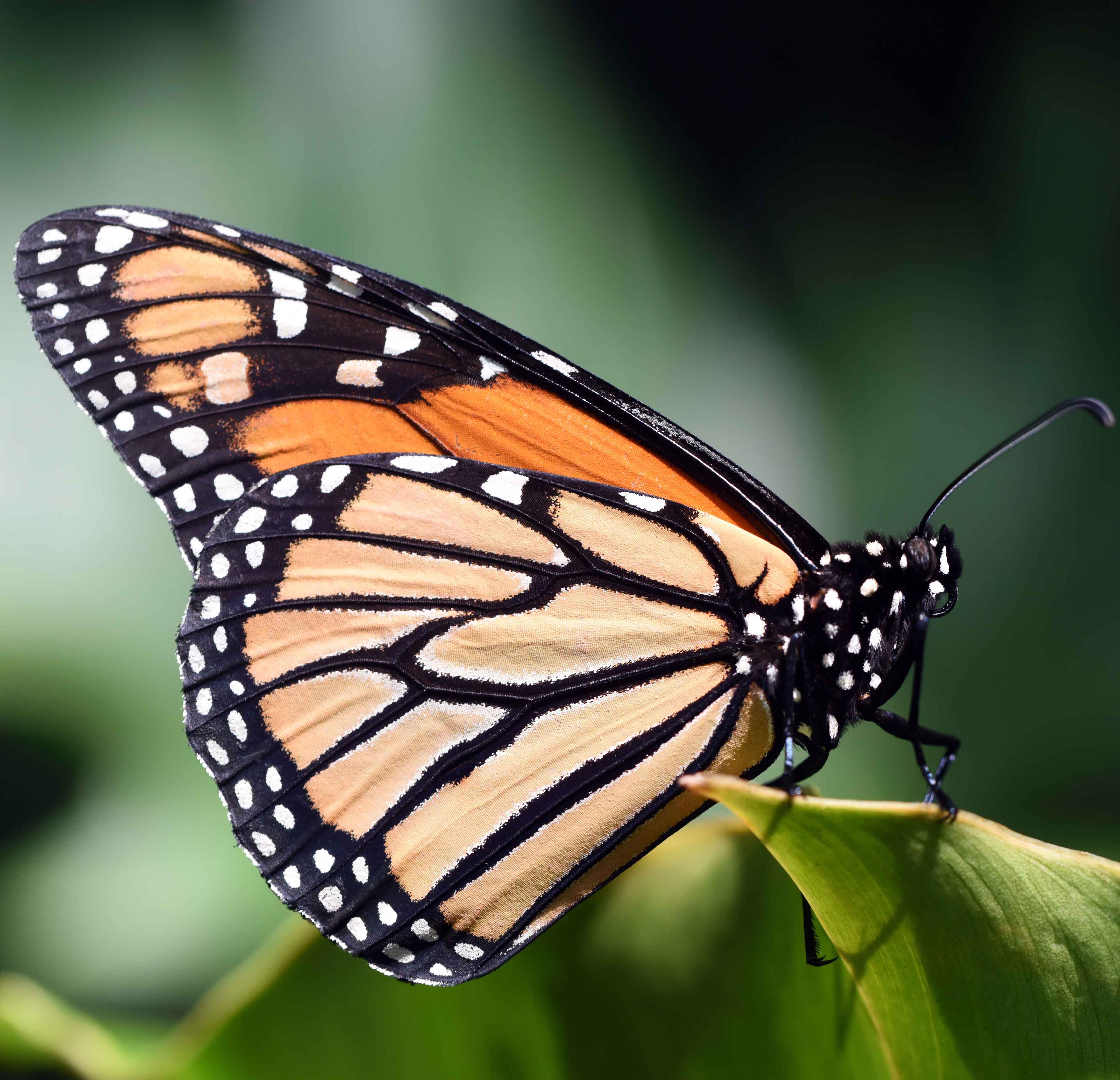 Image of a monarch butterfly perched on a leaf