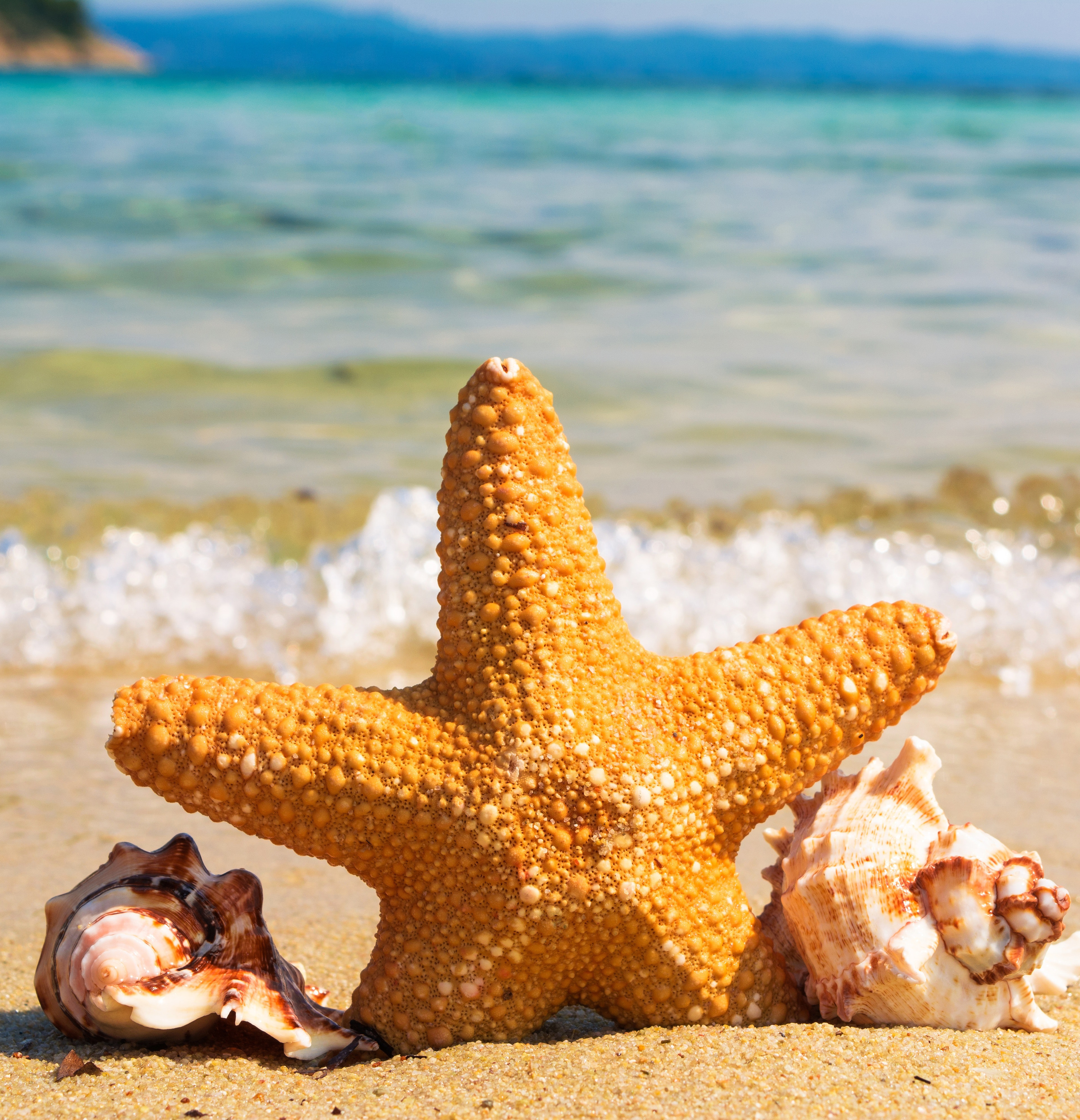 Starfish and sea shells on the beach