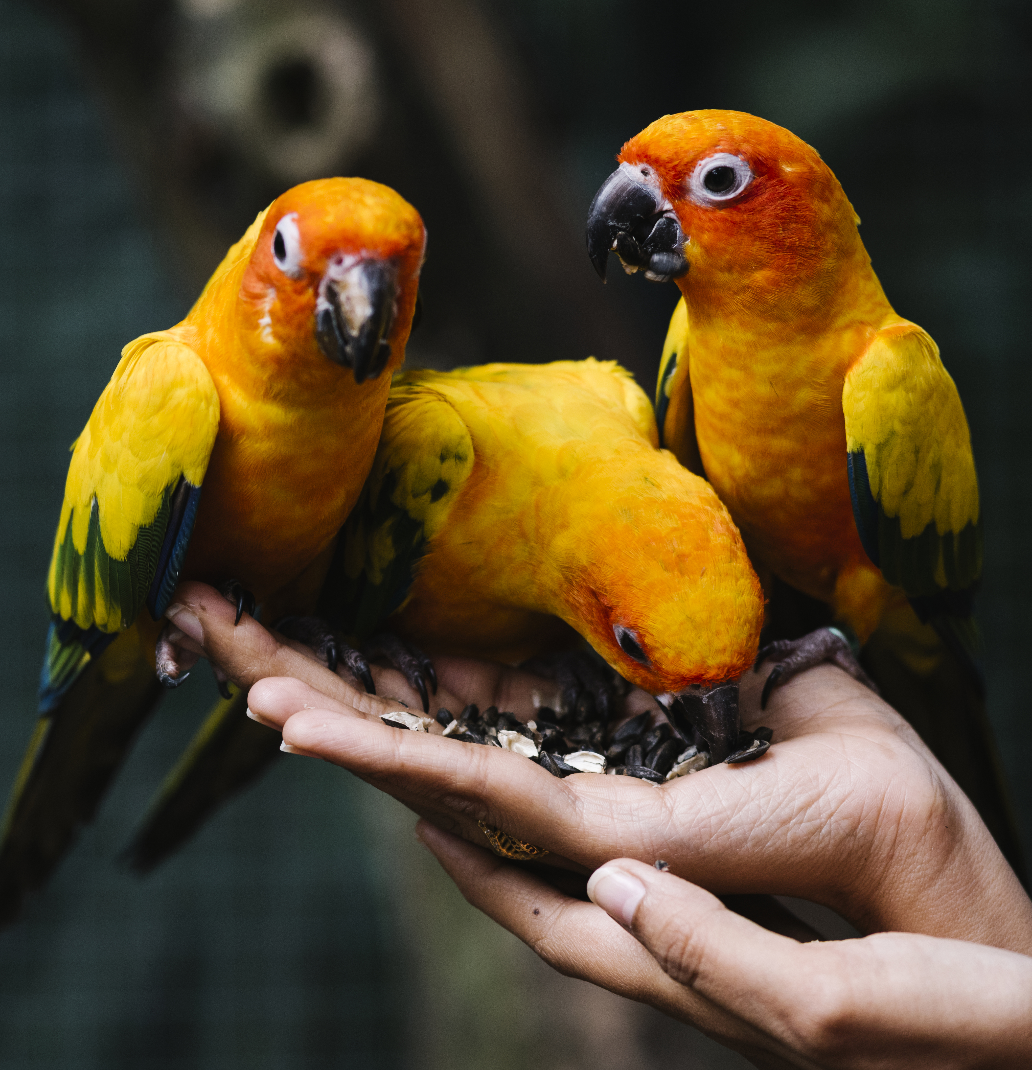 Parrots