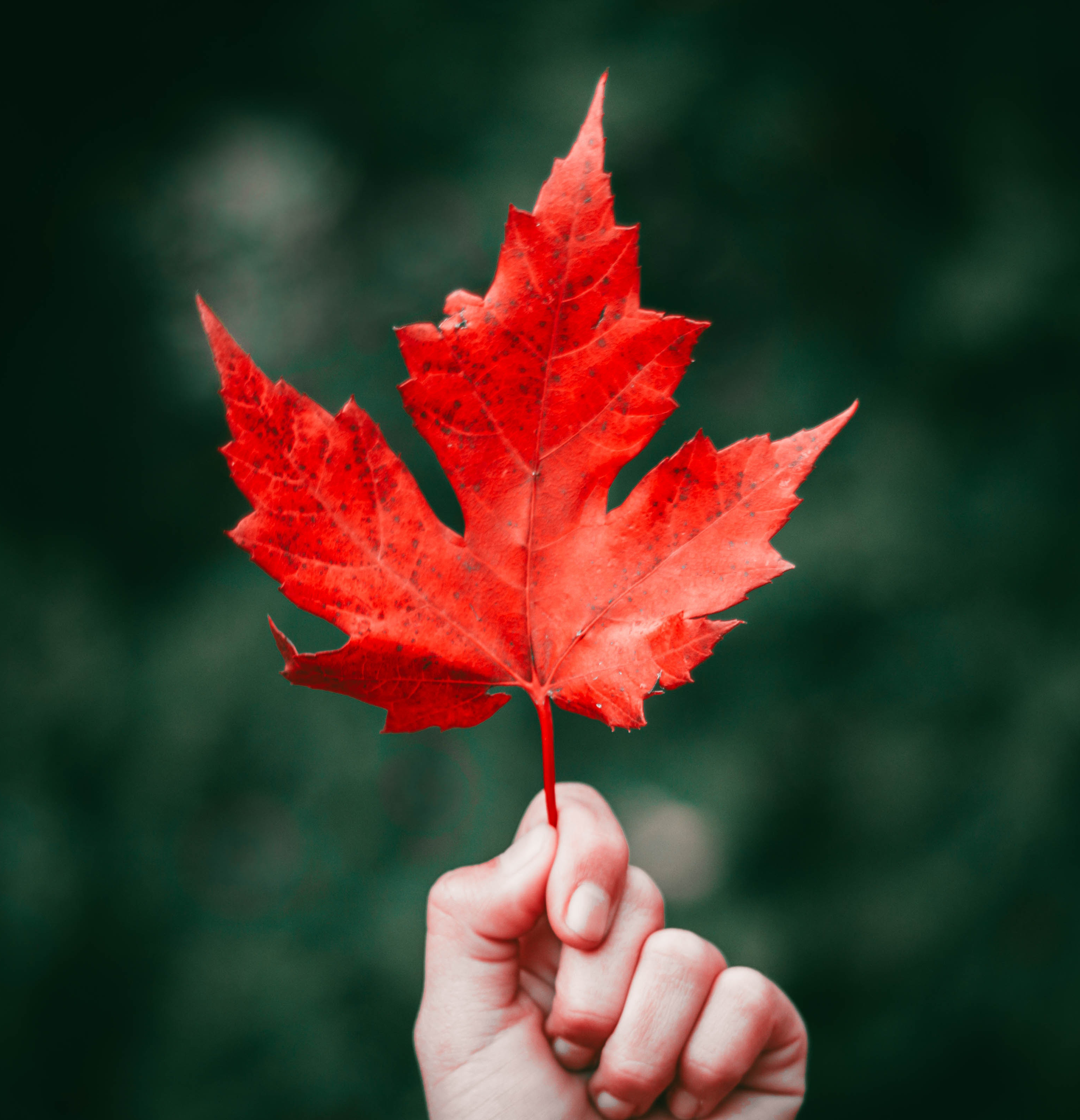 leaf