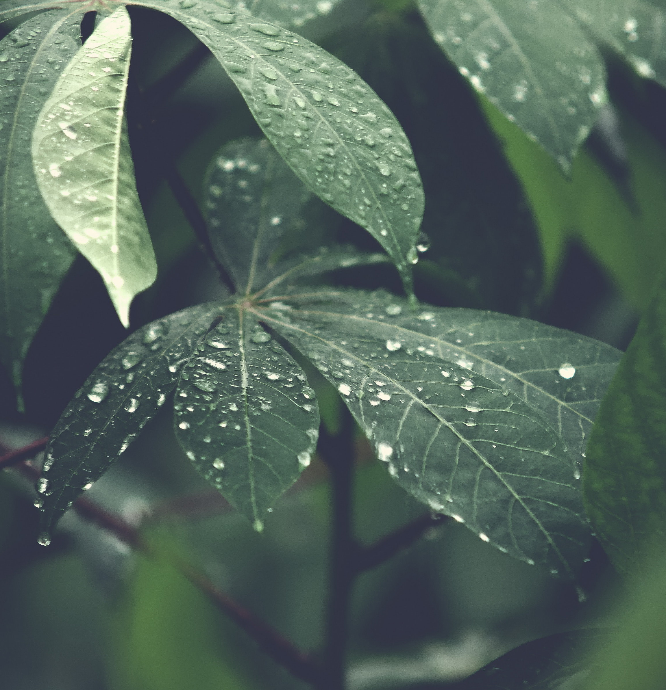 green leaves