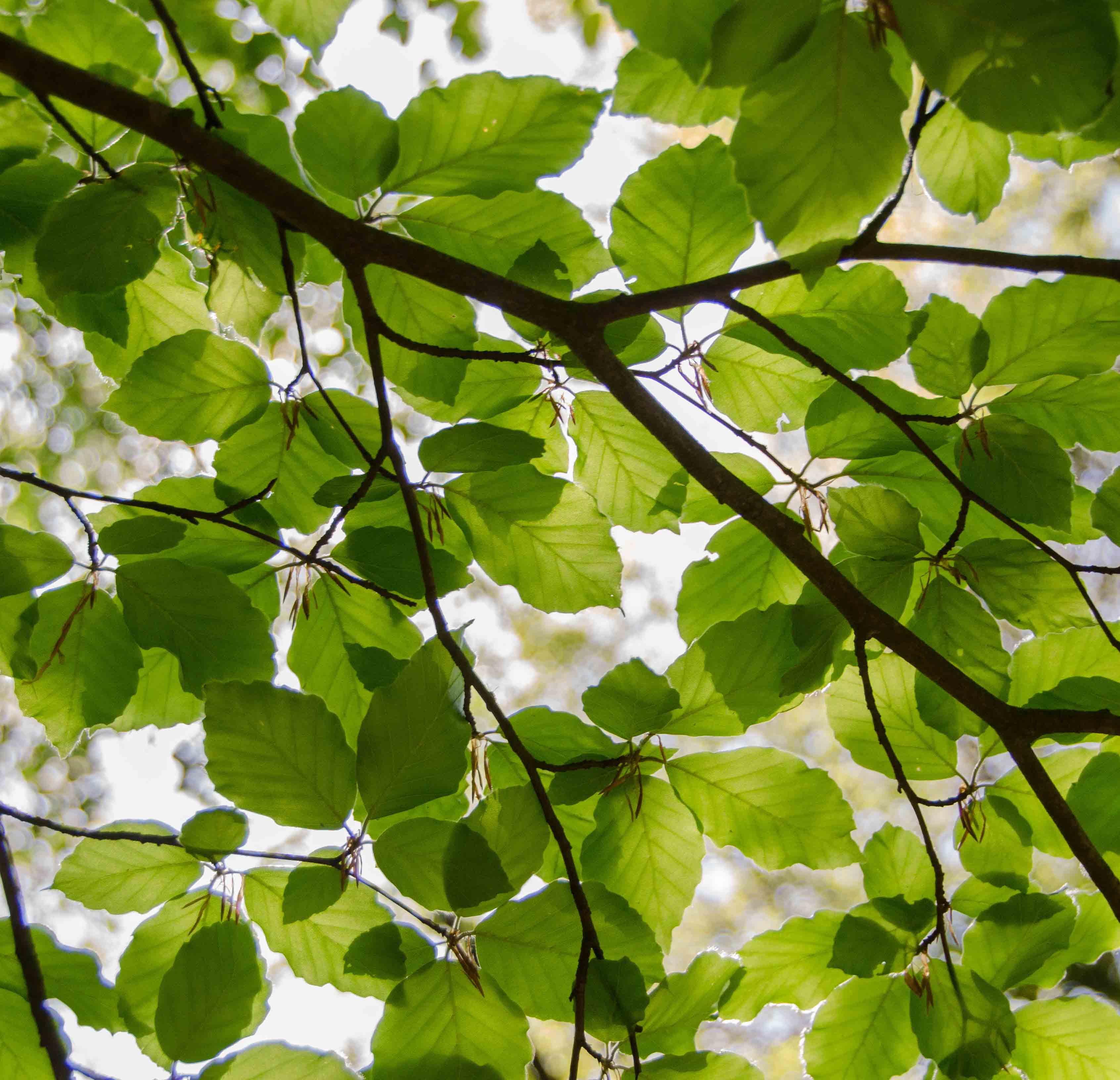 Sun shining through bright green leaves