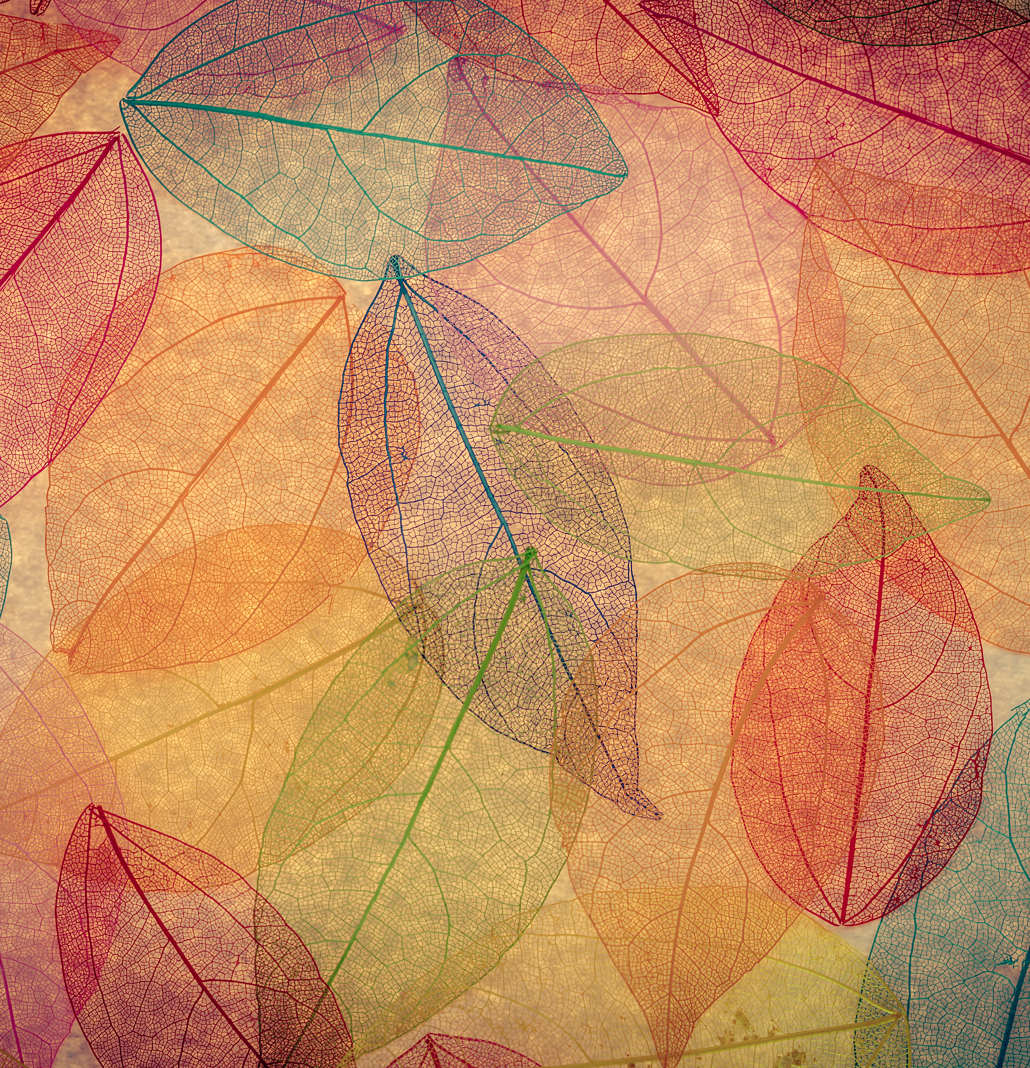 colourful leaves