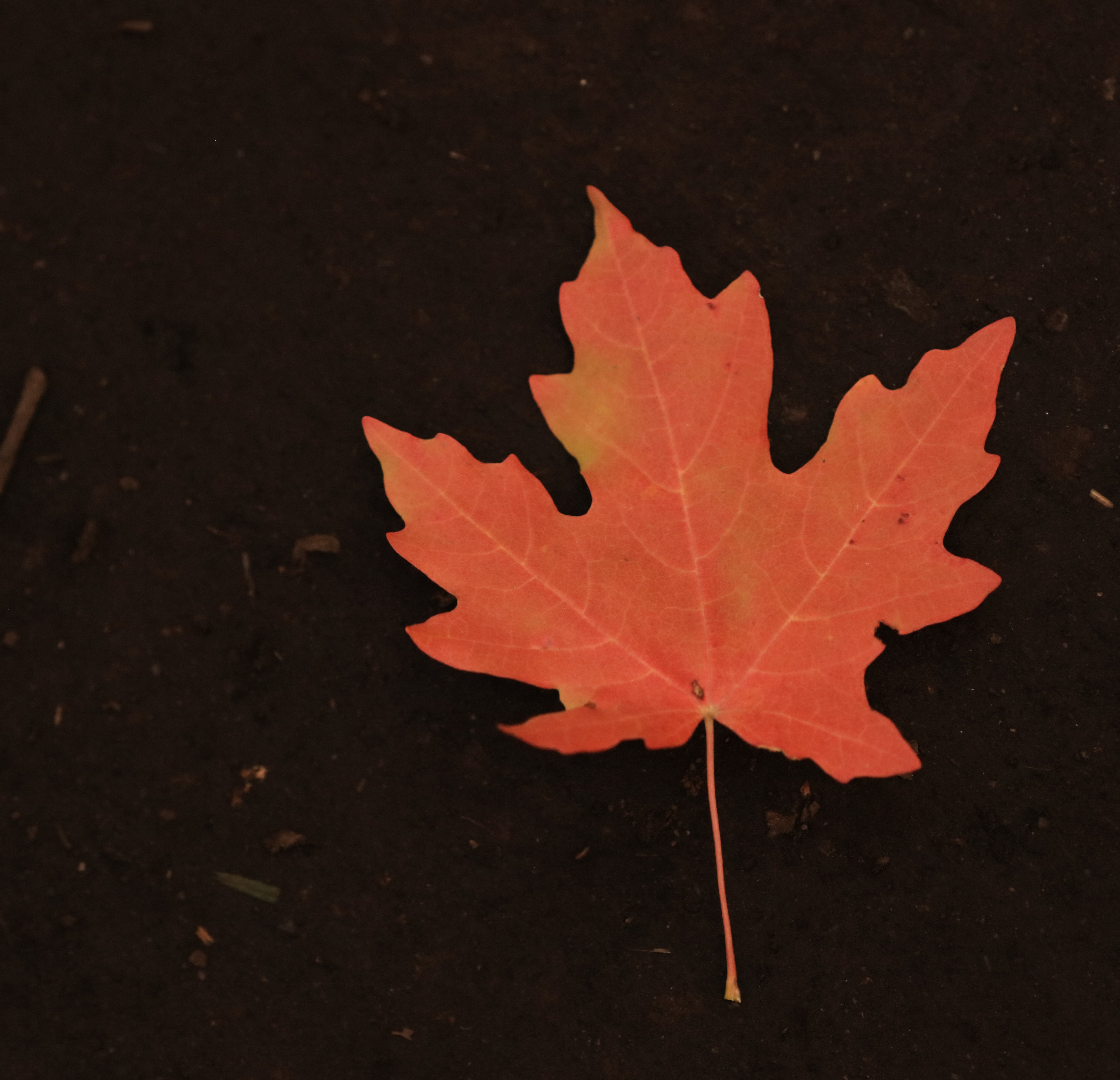 Image of red maple leaf