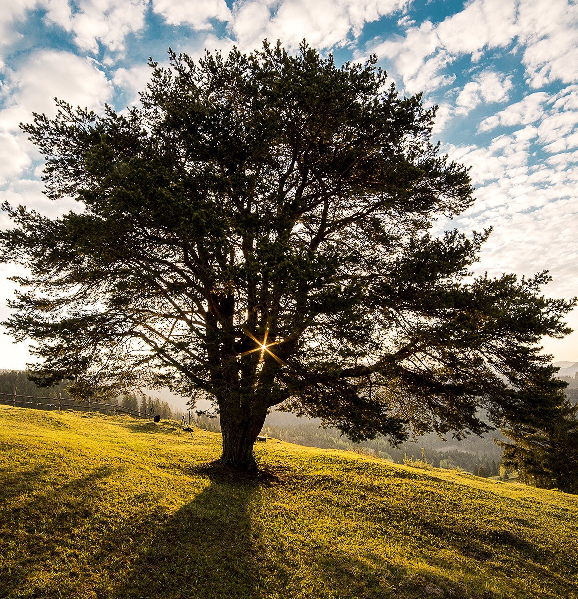 tree outside