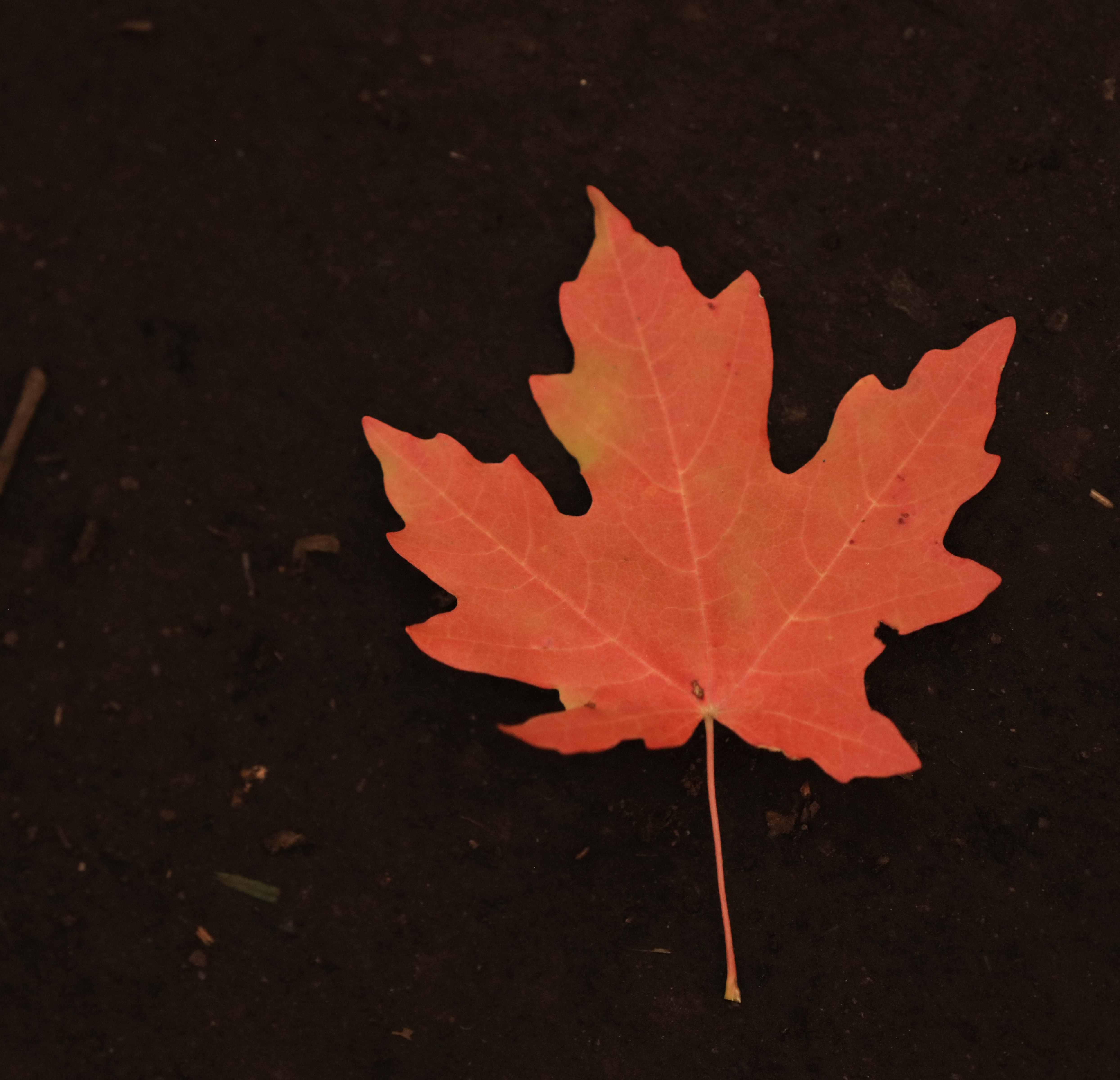 An image of a red maple leaf