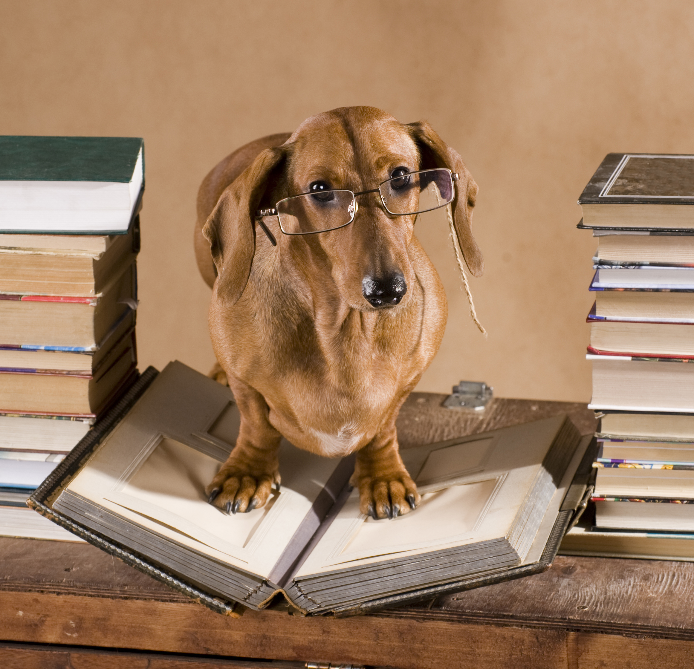 an image of a puppy on top of an open book