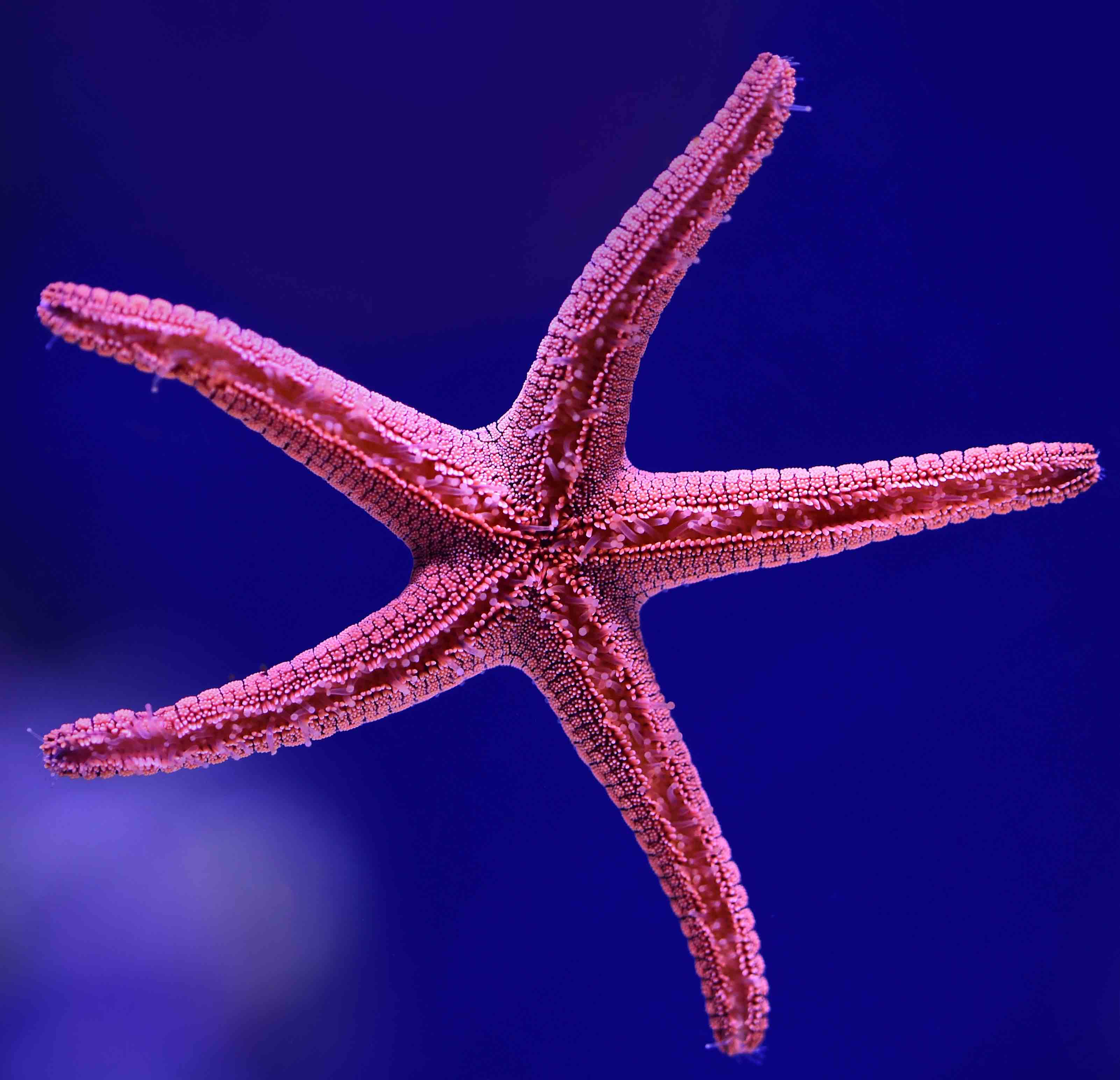 pink starfish on purple background