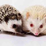 Picture of hedgehogs from Hands on Exotics