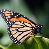 Image of a monarch butterfly perched on a leaf