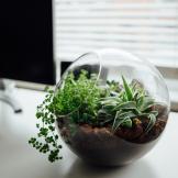 A photo of a terrarium