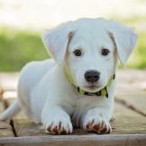 An adorable puppy posing for a picture.