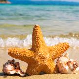 starfish and shells on a sunny beach