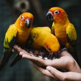 three yellow parrots sitting on a woman's hand