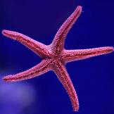 pink starfish on purple background