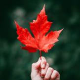 Maple leaf