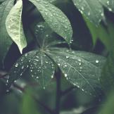 green leaves