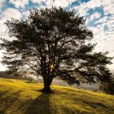 large tree on grassy hill