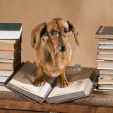 dog and a pile of books