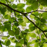 tree branch covered in green leaves