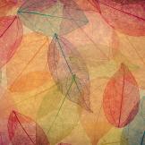 colourful leaves
