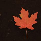Image of red maple leaf