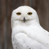 white owl