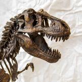 dinosaur skeleton