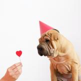 dog with heart