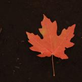 An image of a red maple leaf
