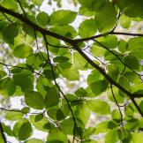 An image of tree branches and leaves