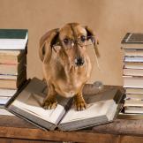 an image of a puppy on top of an open book