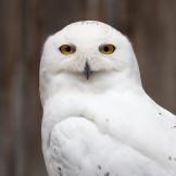 A snowy white owl with yellow eyes