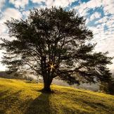 A photo of a tree in a field