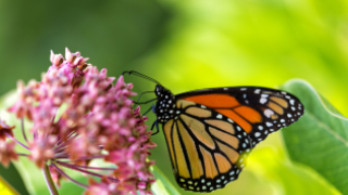 monarch butterfly flowers