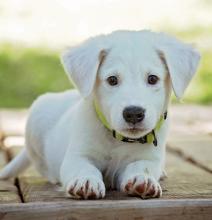 A puppy